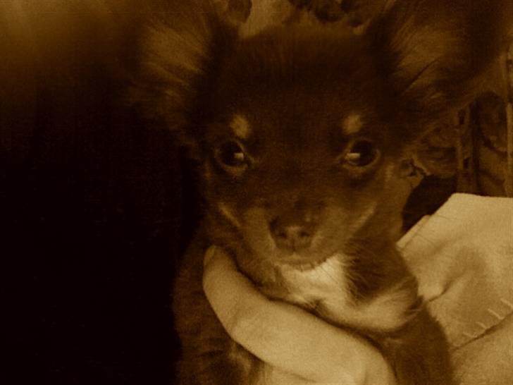 Chihuahua Vanilie - Vanilie musen billede 4