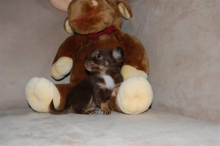 Chihuahua Vanilie - Vanilie 7 uger. billede 7