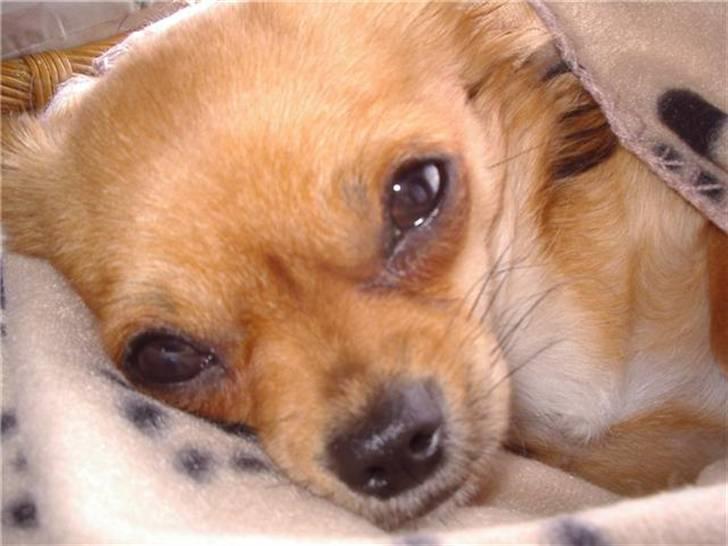 Chihuahua Angel - Angel i sommers 2009. Træt efter en tur på stranden. billede 2