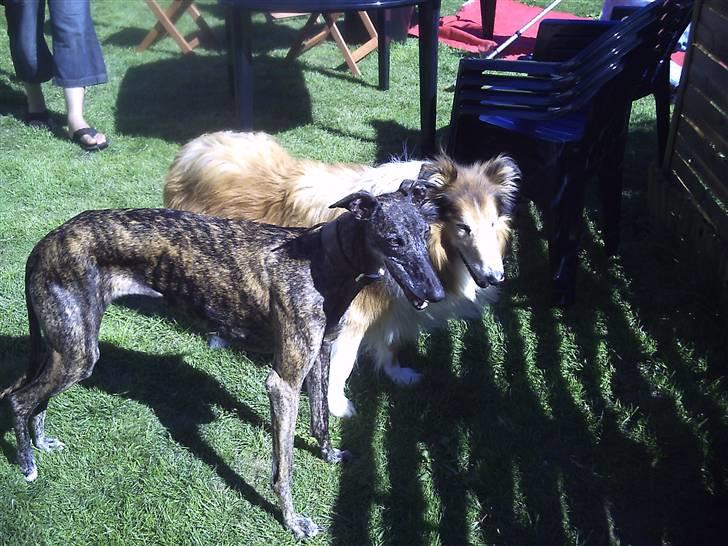 Galgo español Himmelhund Sade billede 18