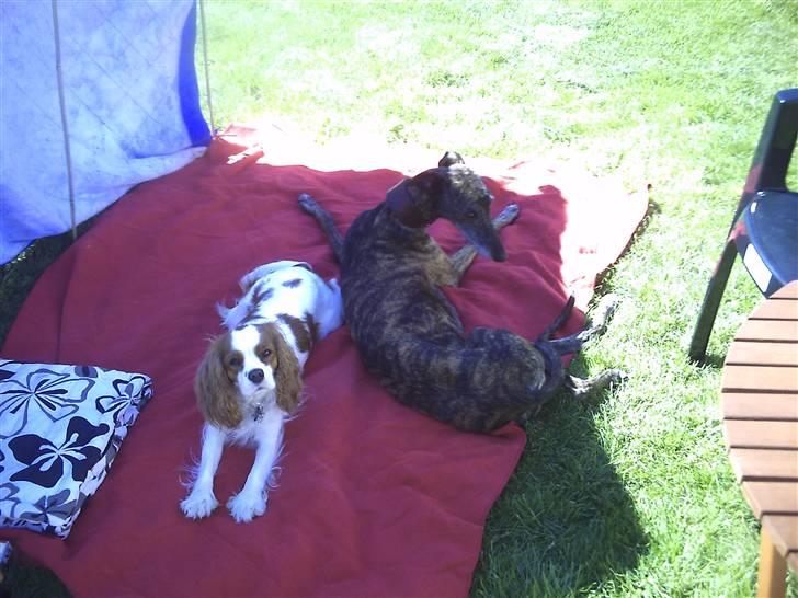 Galgo español Himmelhund Sade billede 19