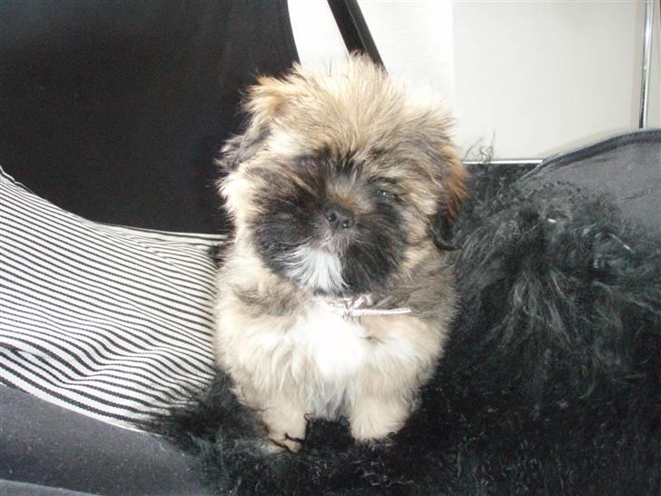 Lhasa apso Carmen von Moisen (Bella) billede 1
