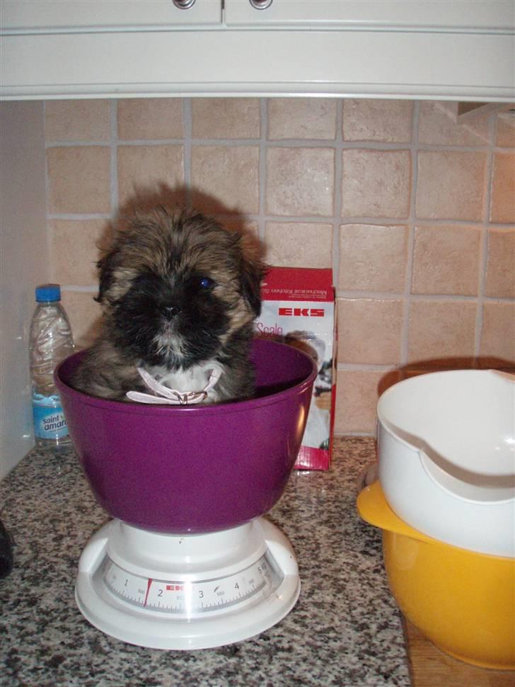 Lhasa apso Carmen von Moisen (Bella) billede 2