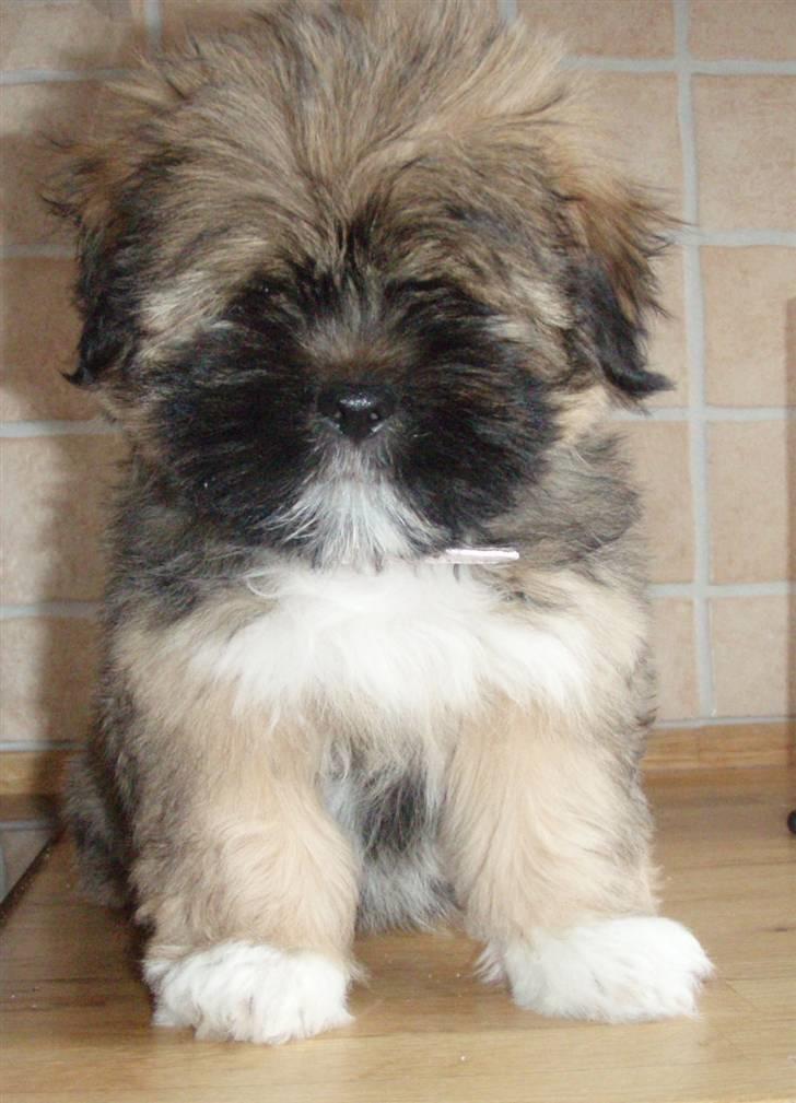 Lhasa apso Carmen von Moisen (Bella) billede 3