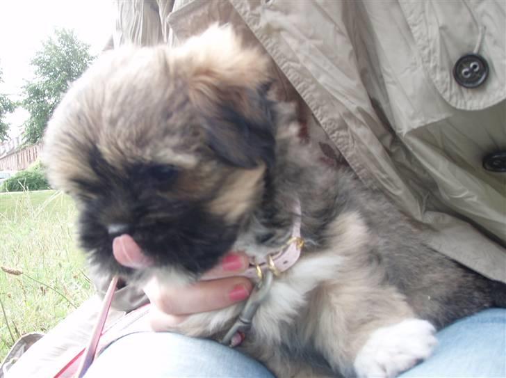 Lhasa apso Carmen von Moisen (Bella) billede 4