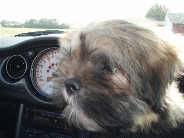 Lhasa apso Carmen von Moisen (Bella) billede 5