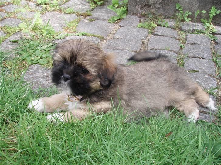 Lhasa apso Carmen von Moisen (Bella) billede 6