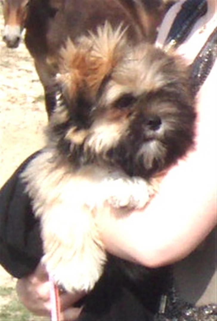 Lhasa apso Carmen von Moisen (Bella) billede 7