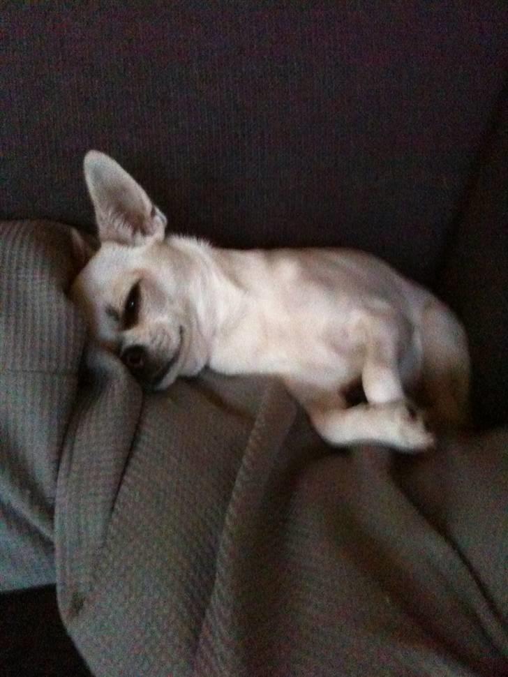Chihuahua Scarlett - Totalt afslapning... billede 1