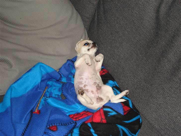 Chihuahua Scarlett billede 2