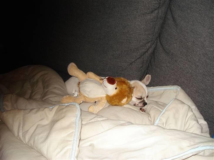 Chihuahua Scarlett billede 3