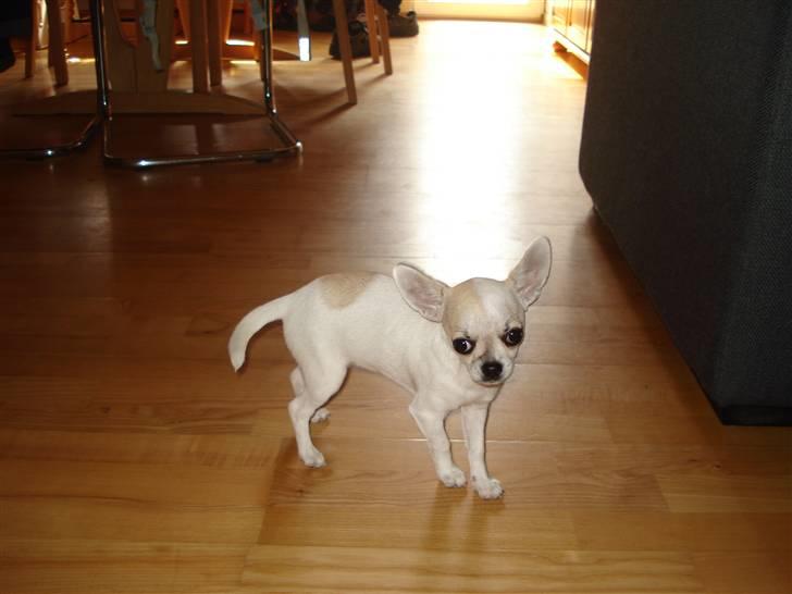 Chihuahua Scarlett billede 4