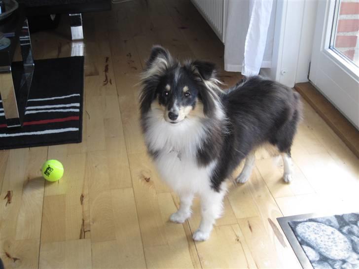 Shetland sheepdog Smilla billede 1