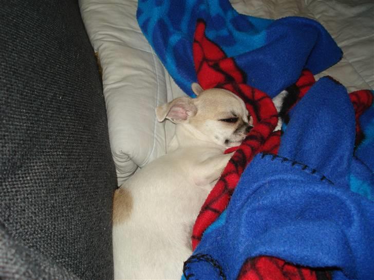 Chihuahua Scarlett billede 5