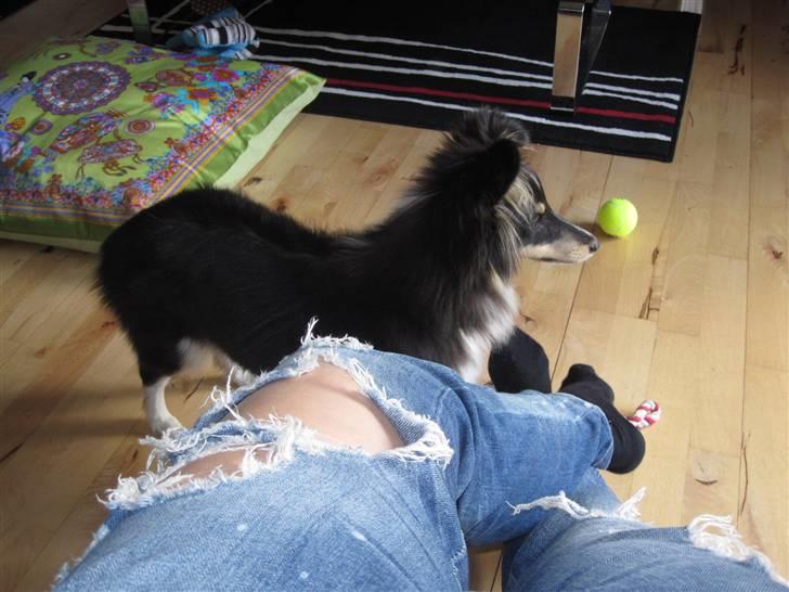Shetland sheepdog Smilla billede 2