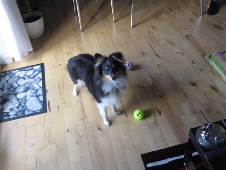 Shetland sheepdog Smilla billede 3