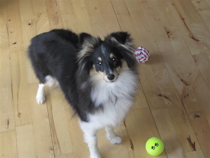 Shetland sheepdog Smilla billede 4