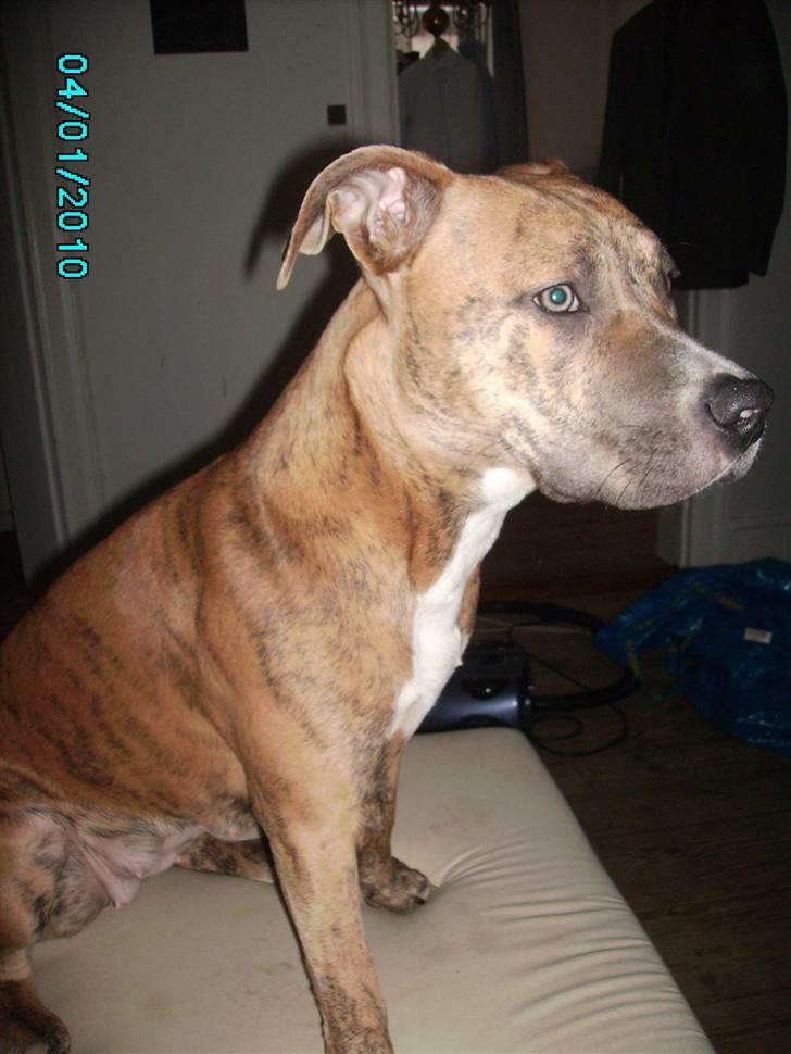 Amerikansk staffordshire terrier Frøken billede 1