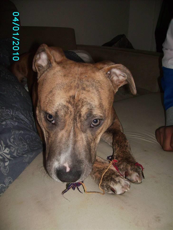 Amerikansk staffordshire terrier Frøken billede 2