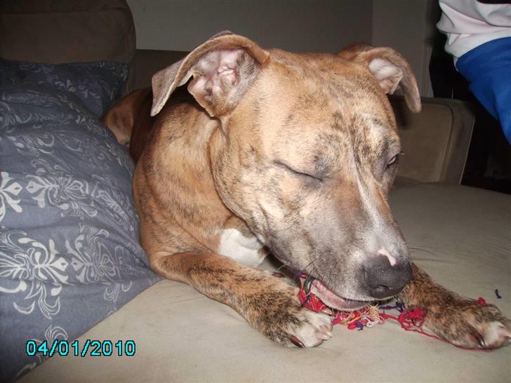 Amerikansk staffordshire terrier Frøken billede 3