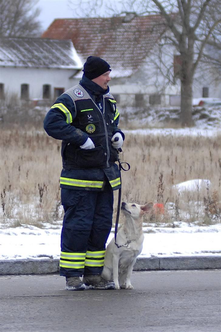 Labrador retriever Trunte billede 19