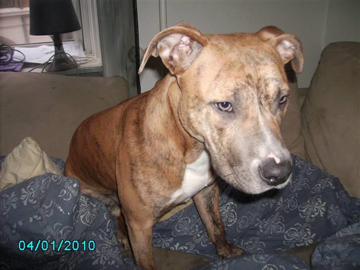 Amerikansk staffordshire terrier Frøken billede 4