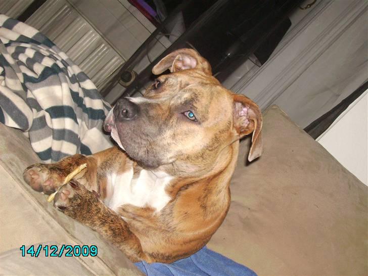 Amerikansk staffordshire terrier Frøken billede 5