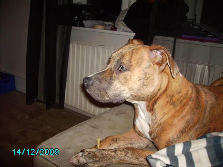 Amerikansk staffordshire terrier Frøken billede 6