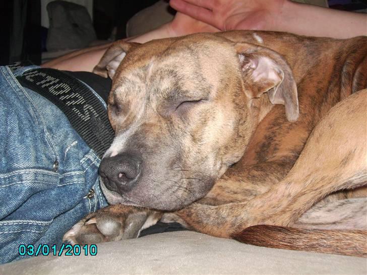 Amerikansk staffordshire terrier Frøken billede 8