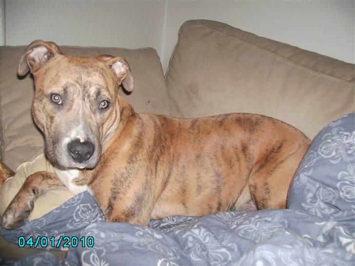 Amerikansk staffordshire terrier Frøken billede 9