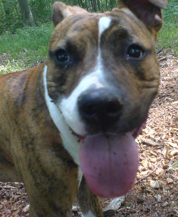 Amerikansk staffordshire terrier Tripper Himmelhund billede 1