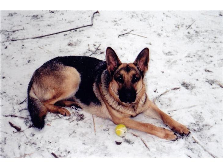 Schæferhund Tiki R.I.P. billede 1
