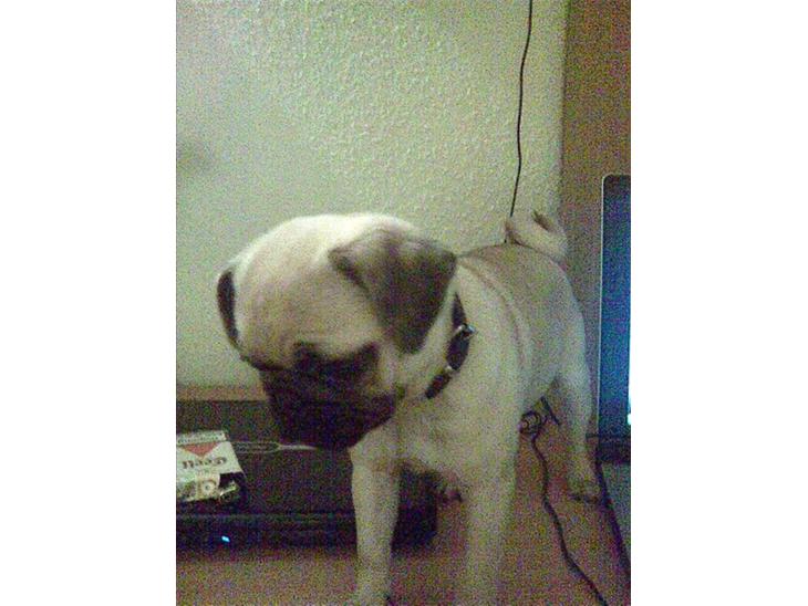 Mops Kahlua billede 1