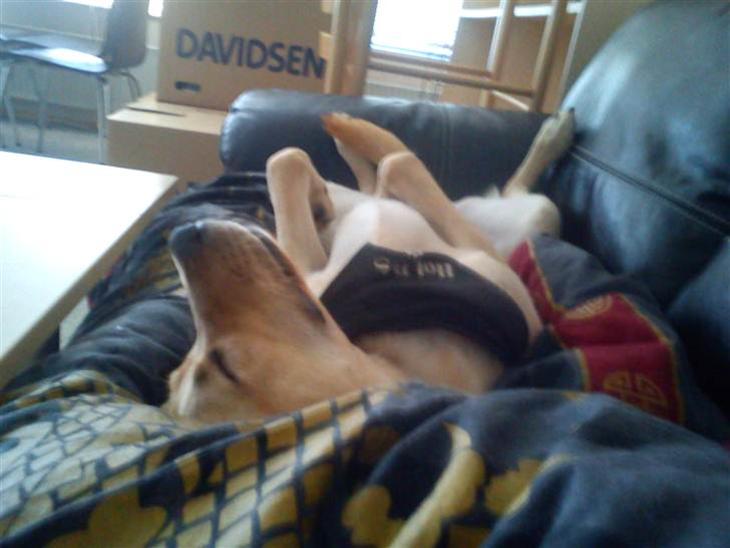 Labrador retriever Buddy - godnat <3 billede 1