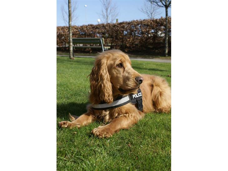 Cocker spaniel Pax - Velkommen til min profil... :)  billede 1