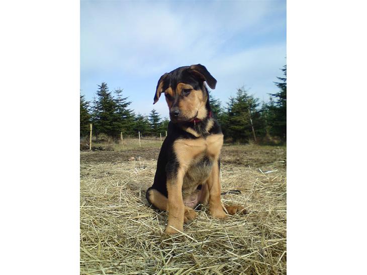 {{currentPhoto.altText}} billede {{currentPhoto.number}}