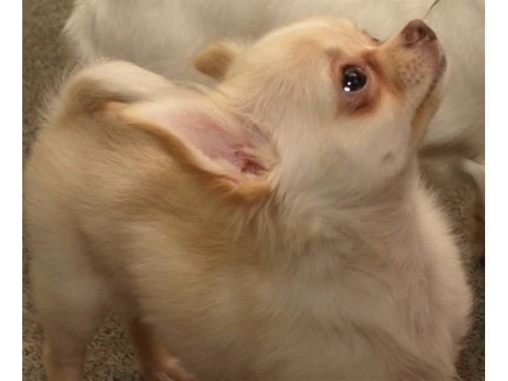 {{currentPhoto.altText}} billede {{currentPhoto.number}}