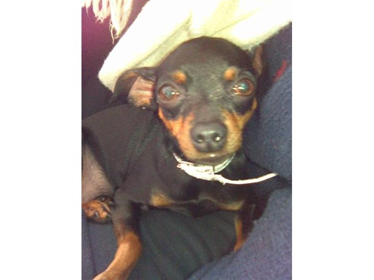 Dvaergpinscher ..R.I.P..  Gucci  <3 - Gucci1 billede 1