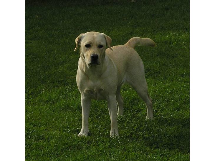 Labrador retriever Luna (Amber Cover) billede 1