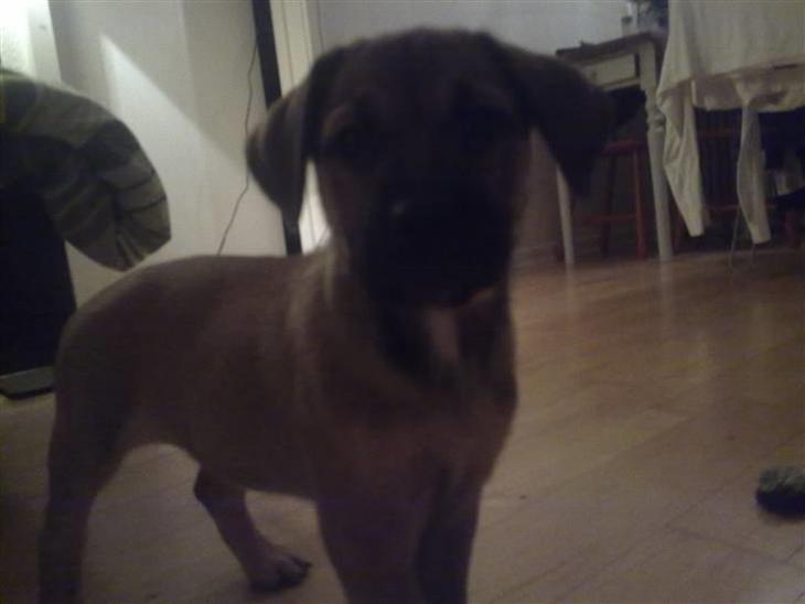 {{currentPhoto.altText}} billede {{currentPhoto.number}}