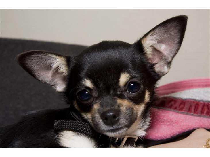 Chihuahua Wilma billede 1
