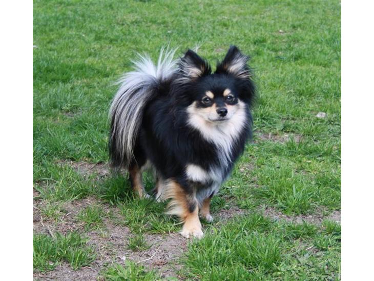 {{currentPhoto.altText}} billede {{currentPhoto.number}}