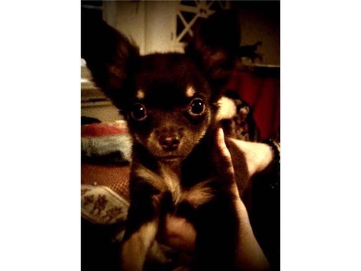 {{currentPhoto.altText}} billede {{currentPhoto.number}}