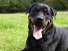 Rottweiler Vindelsbo´s Wargus