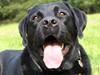 Labrador retriever Kato