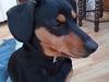 Gravhund Max