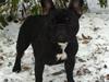 Fransk bulldog Charming Queen (Jessie)