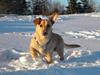 Blanding af racer Futte [ Himmelhund]