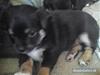 Blanding af racer Tayson M