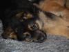 Schæferhund Siva <3 [ Himmelhund]
